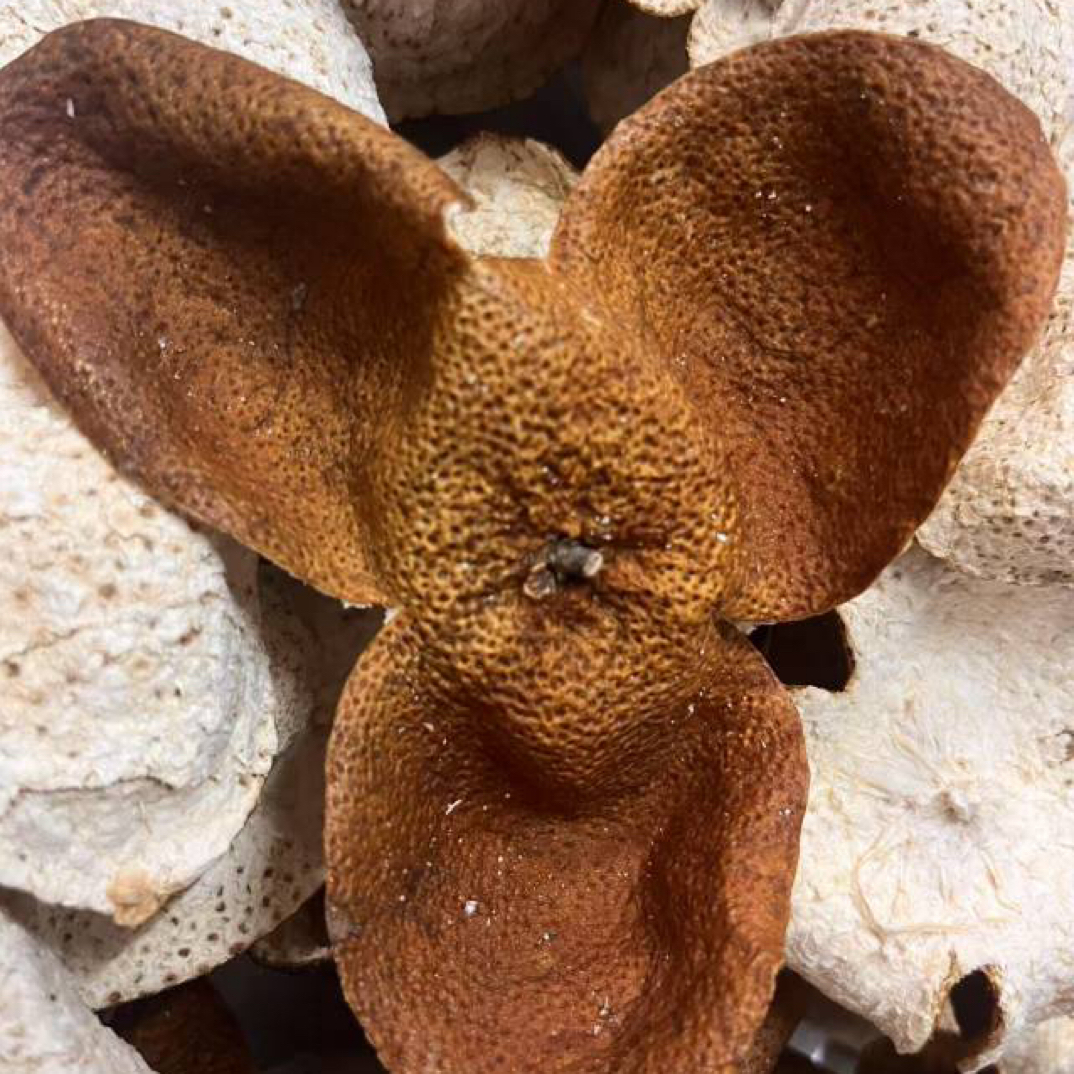 富喜膳【南坦狗腩（24年新皮）】2024年南坦狗腩 新皮