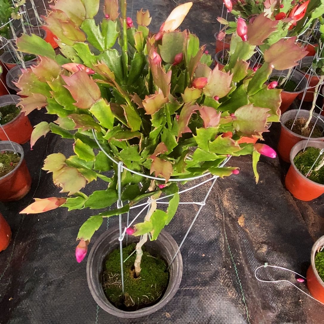 农***父完全开放叶仙嫁接一物一拍