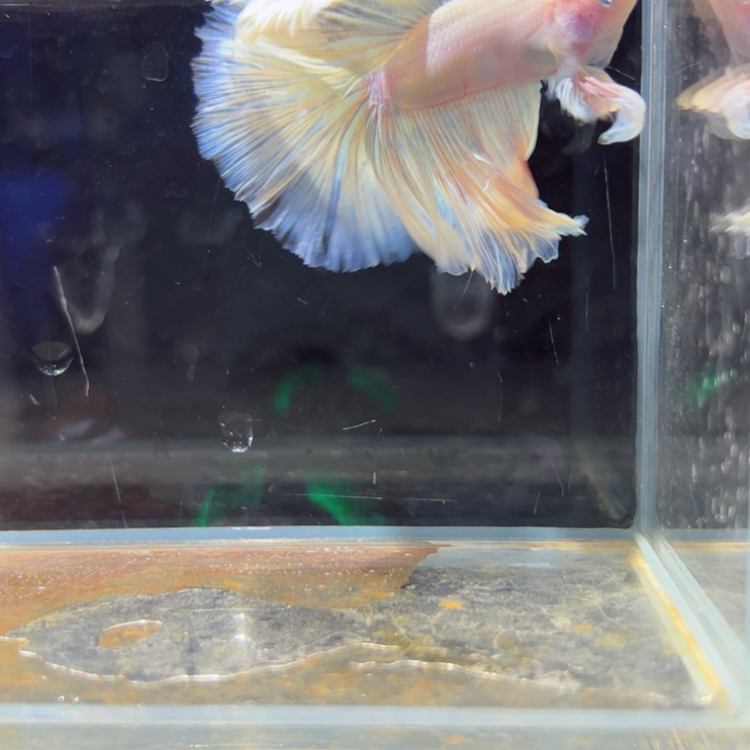 斗鱼浅色特殊尾hhhhh