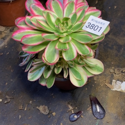 倾城多肉植物3801