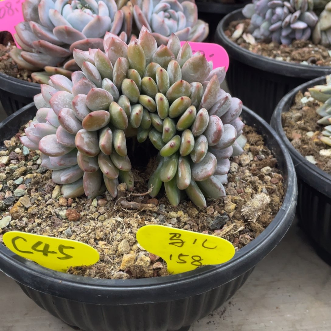 马***2石榴子星影缀化C45