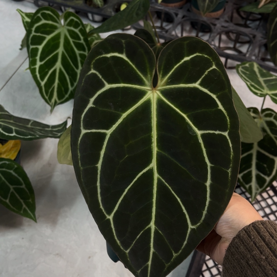 不开花植物papi杂帝王（a4 活动无售后