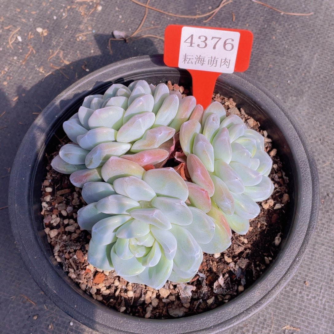 冰玉4376多肉植物