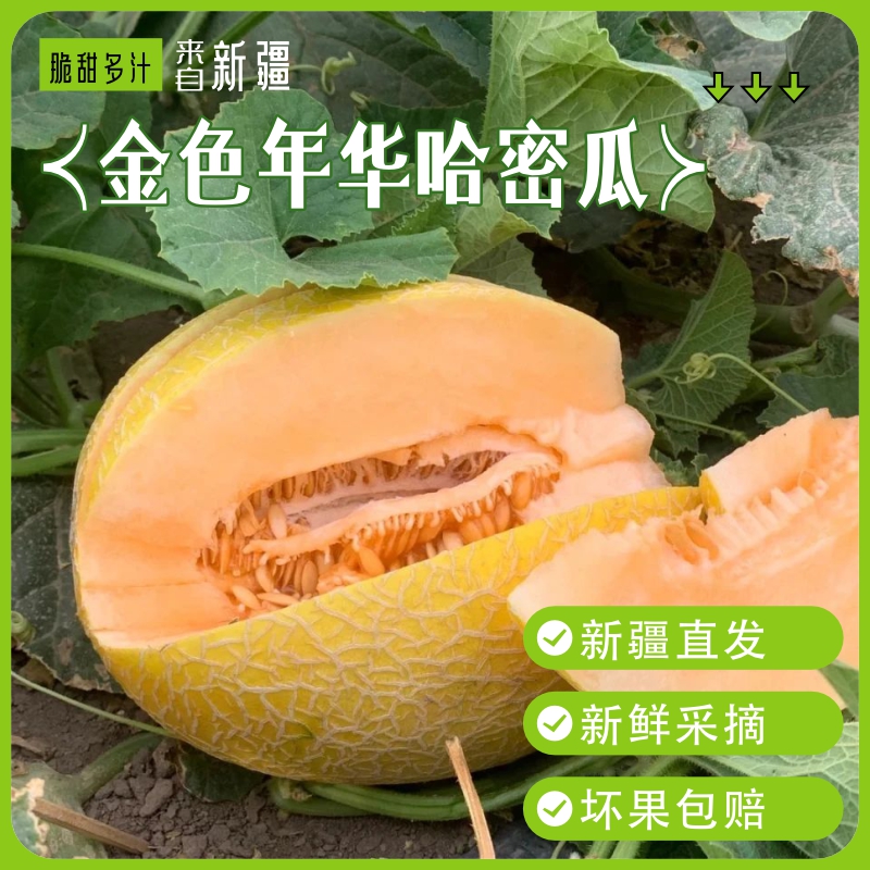 新疆吐鲁番火焰山金色年华哈密瓜20年前的味道