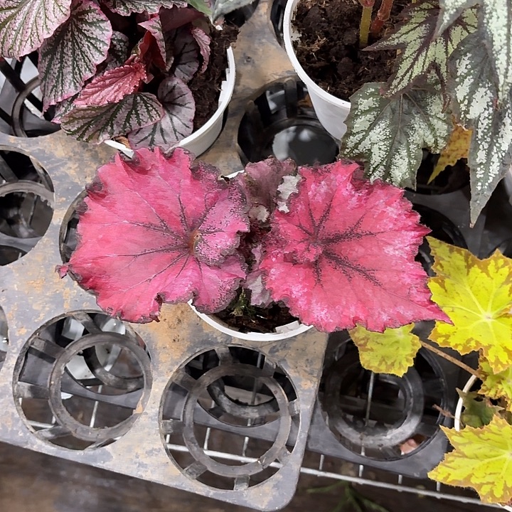 完全开放大心秋海棠