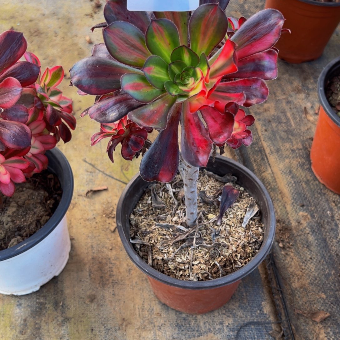 陌****法师多肉植物丽娜花脸875