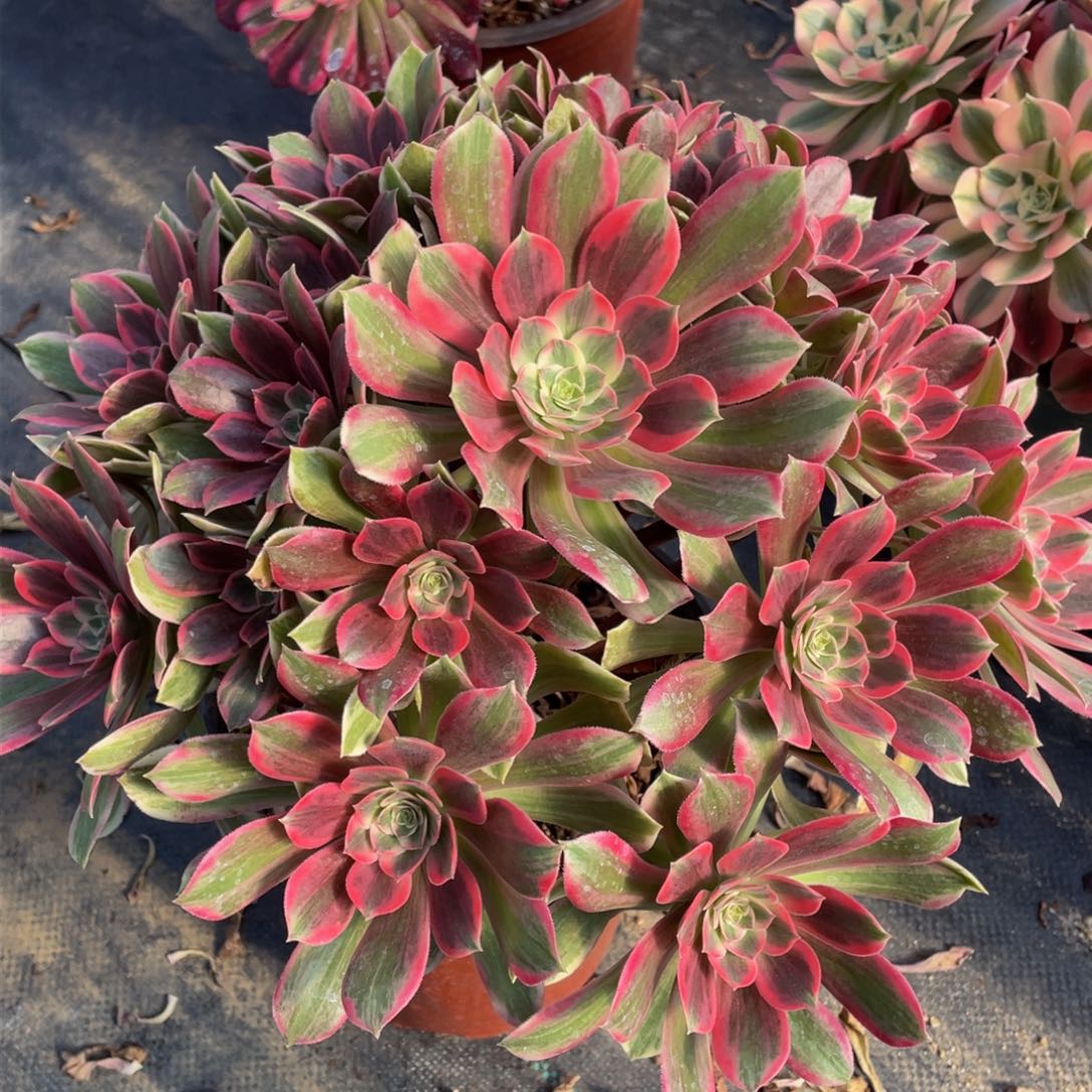 278浣纱大捧花精品法师多肉