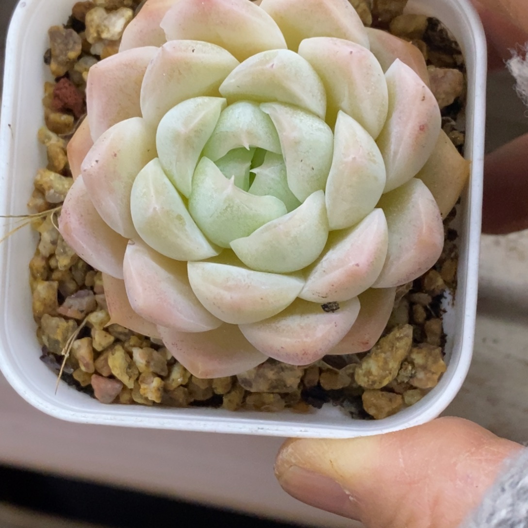 精品多肉一物一拍不包整78