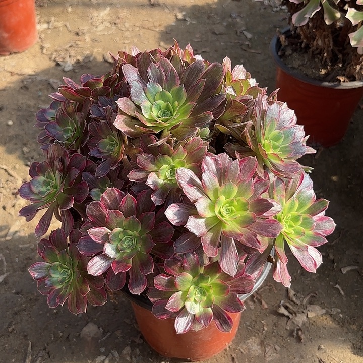 多肉植物法师安娜29