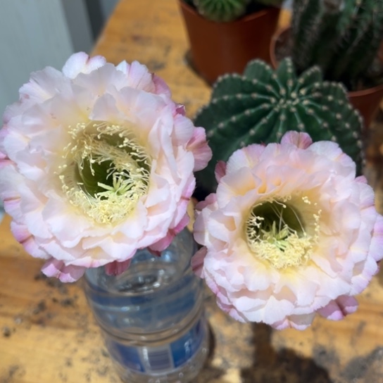 露露新品白露7-8公分左