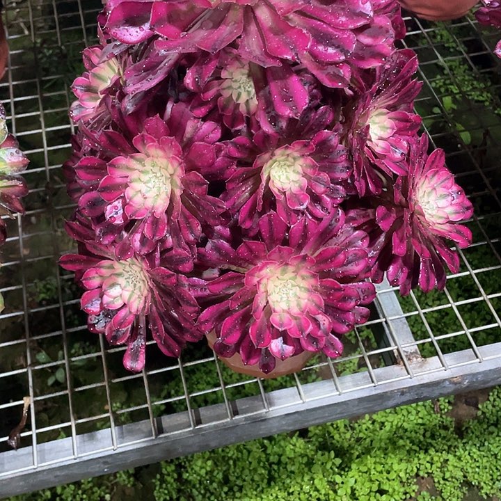 多肉法师多肉法师641