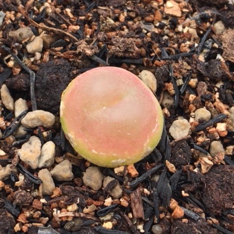 多肉肉锥 1.6Cm 红拉登