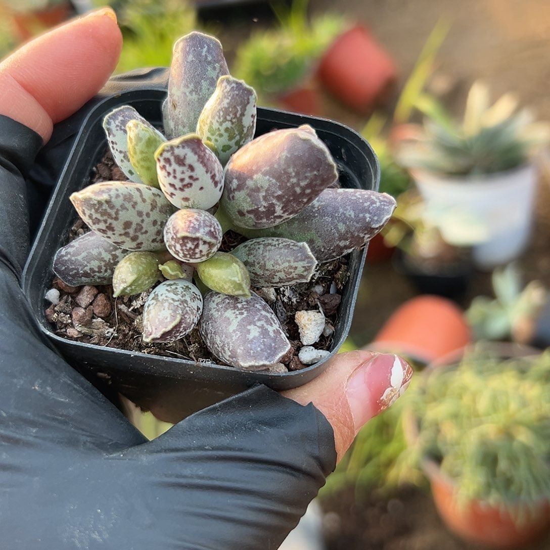 多肉植物无比玉开花