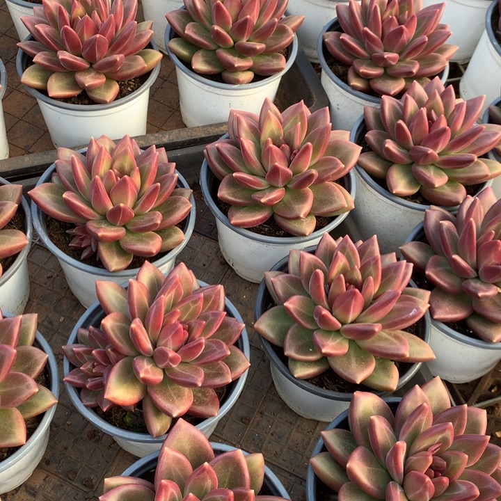 迷雾泡泡多肉植物两单包邮