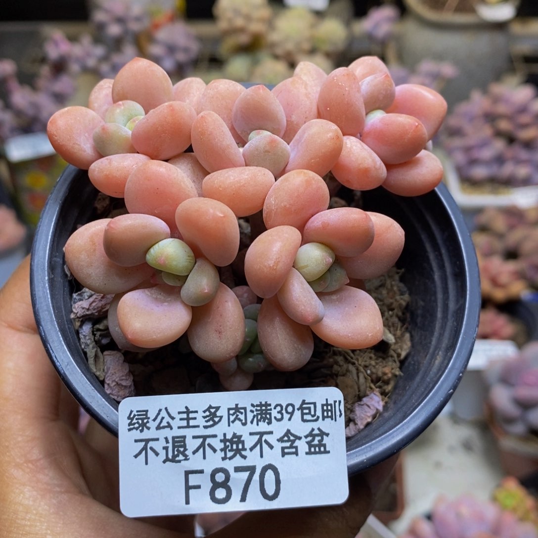 870橘子香水多肉7c m