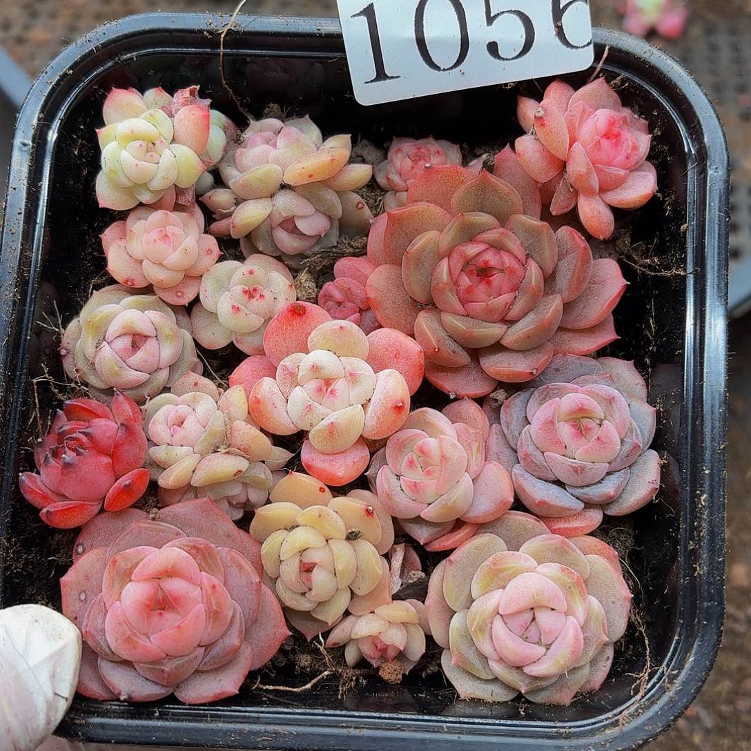 多肉植物多肉植物1056