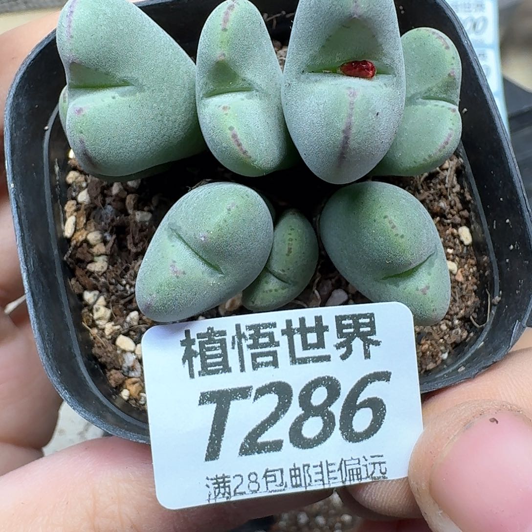 发润泽的润泽的人生dg