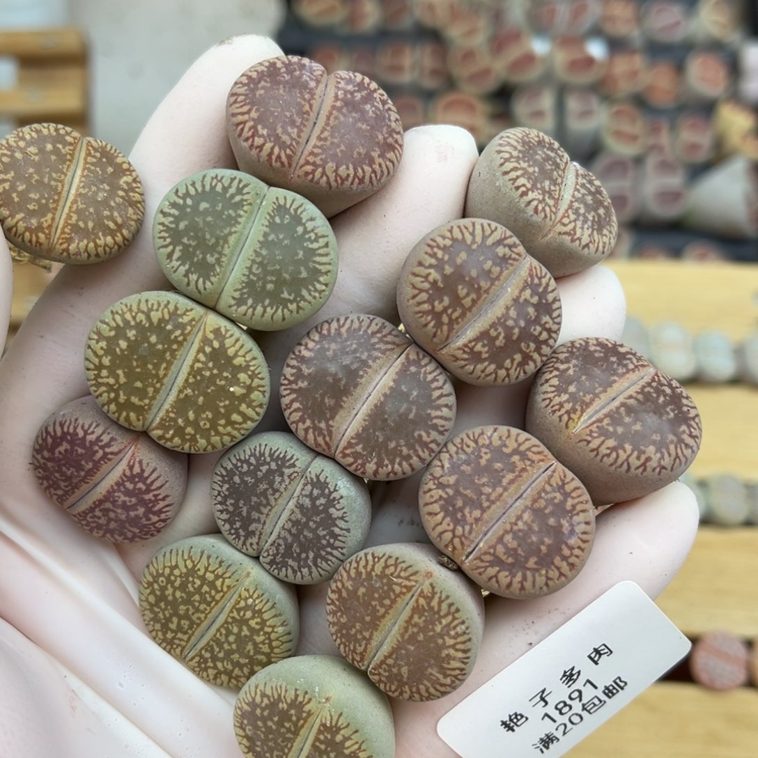 1891号一首流水发货