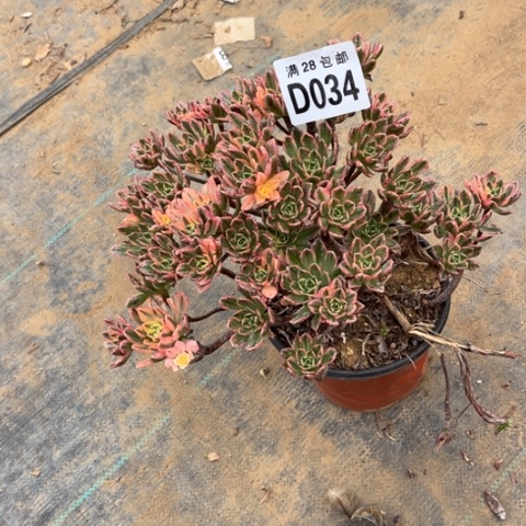 034甜茶不包断枝