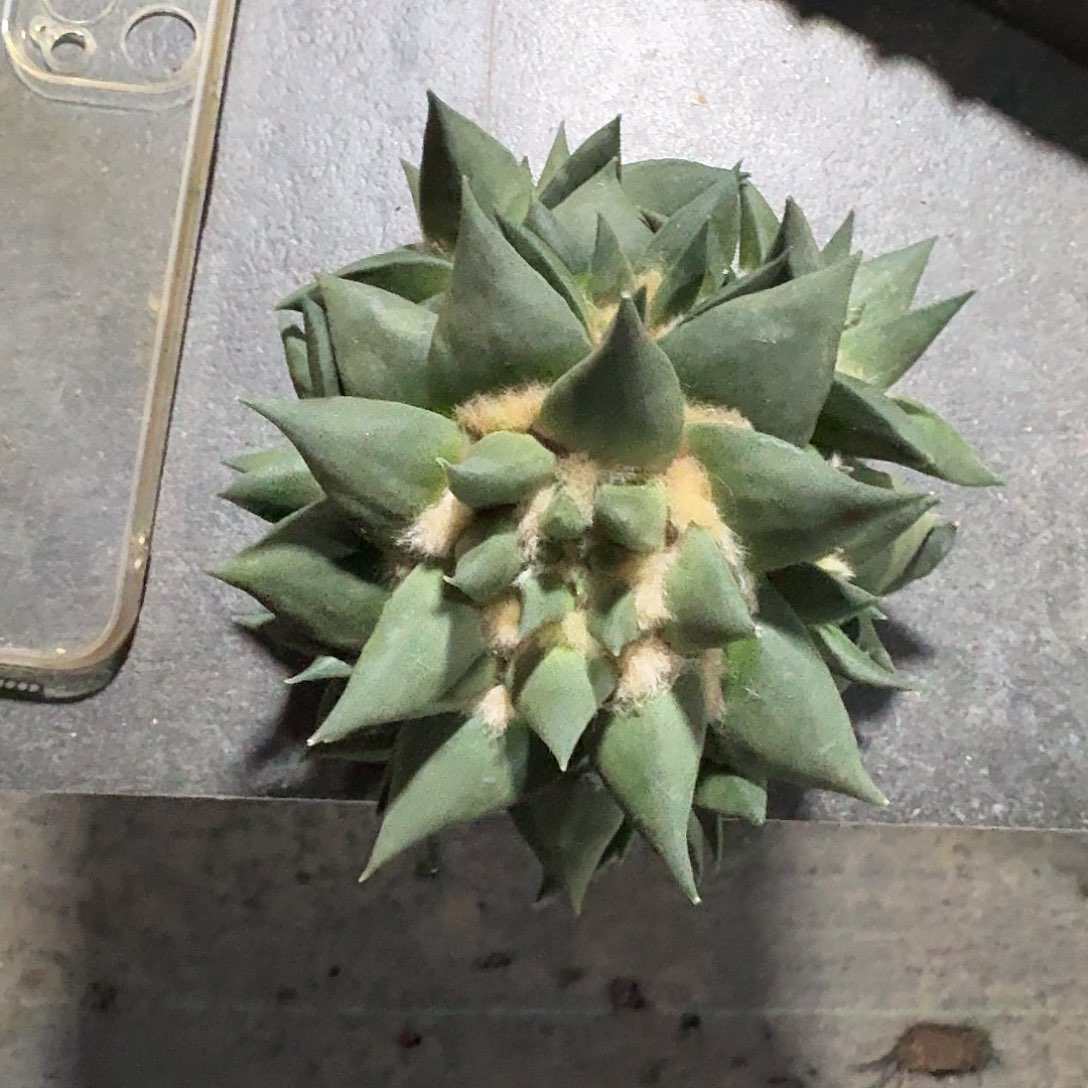 锐***仔353号牡丹仙人球无根