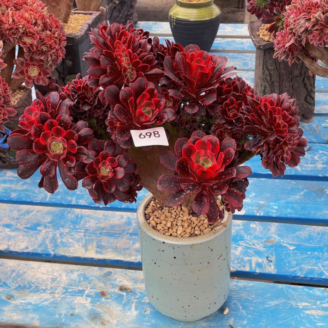 千*698号美杜莎法师