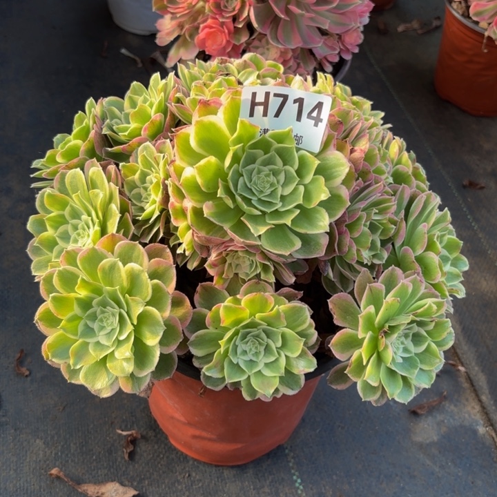 瑞妈，，。。。。。714孔雀翎，