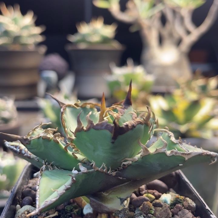 【闪购商品】灯养 逆鳞