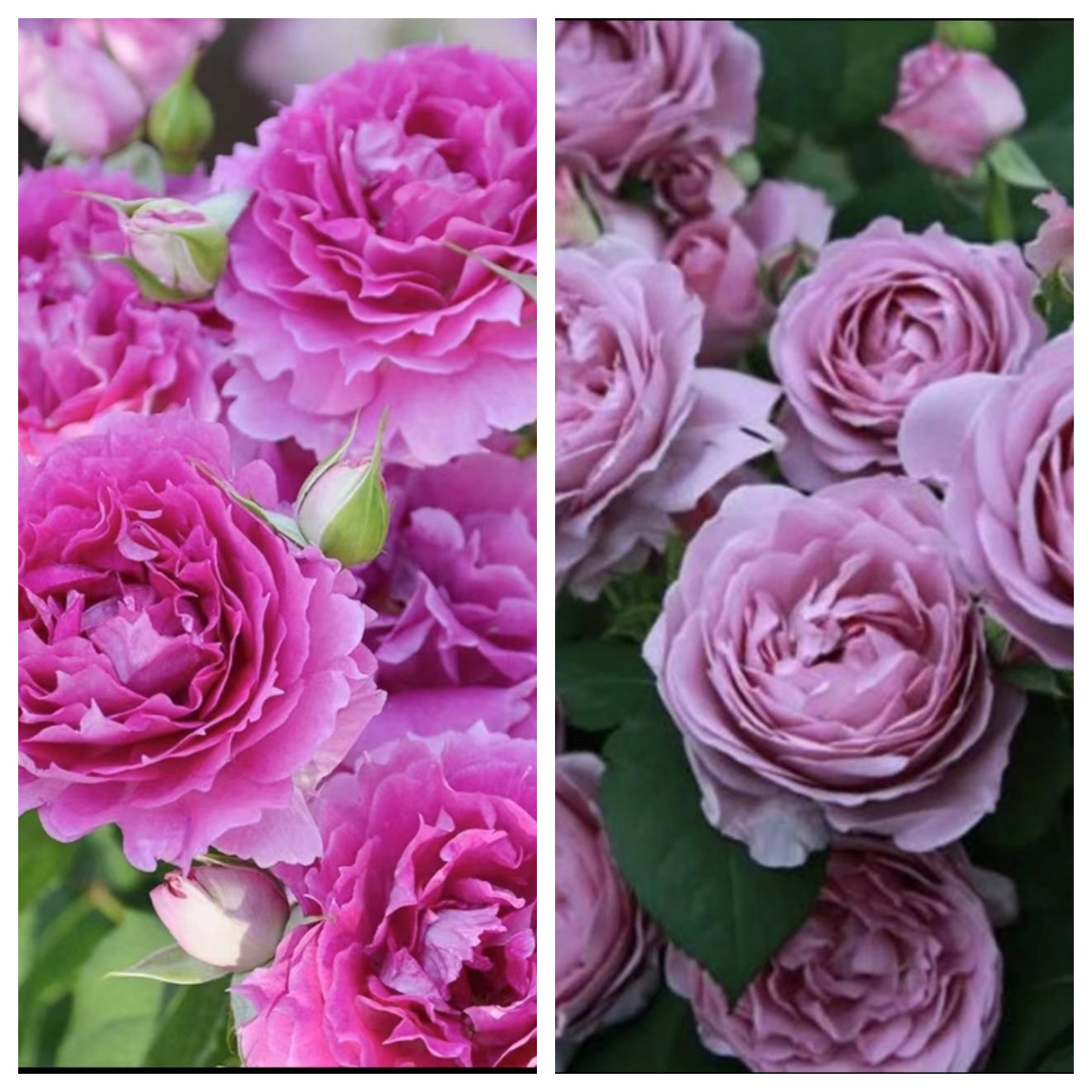 花花【蓝色风暴+天方夜谭】新手款四季开花分支植株庭院阳台