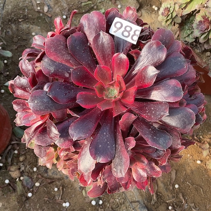 988蒙娜丽莎对肉植物