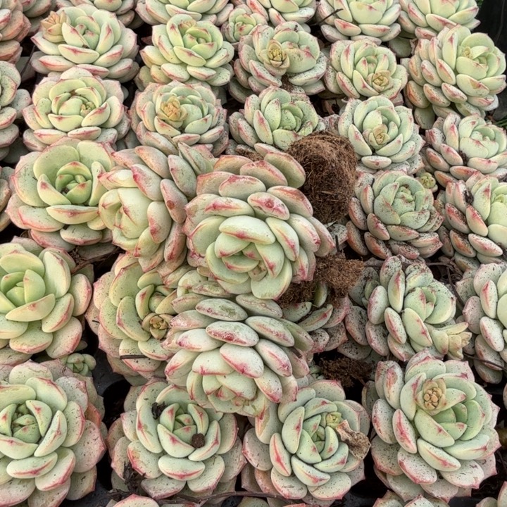 香草。                 