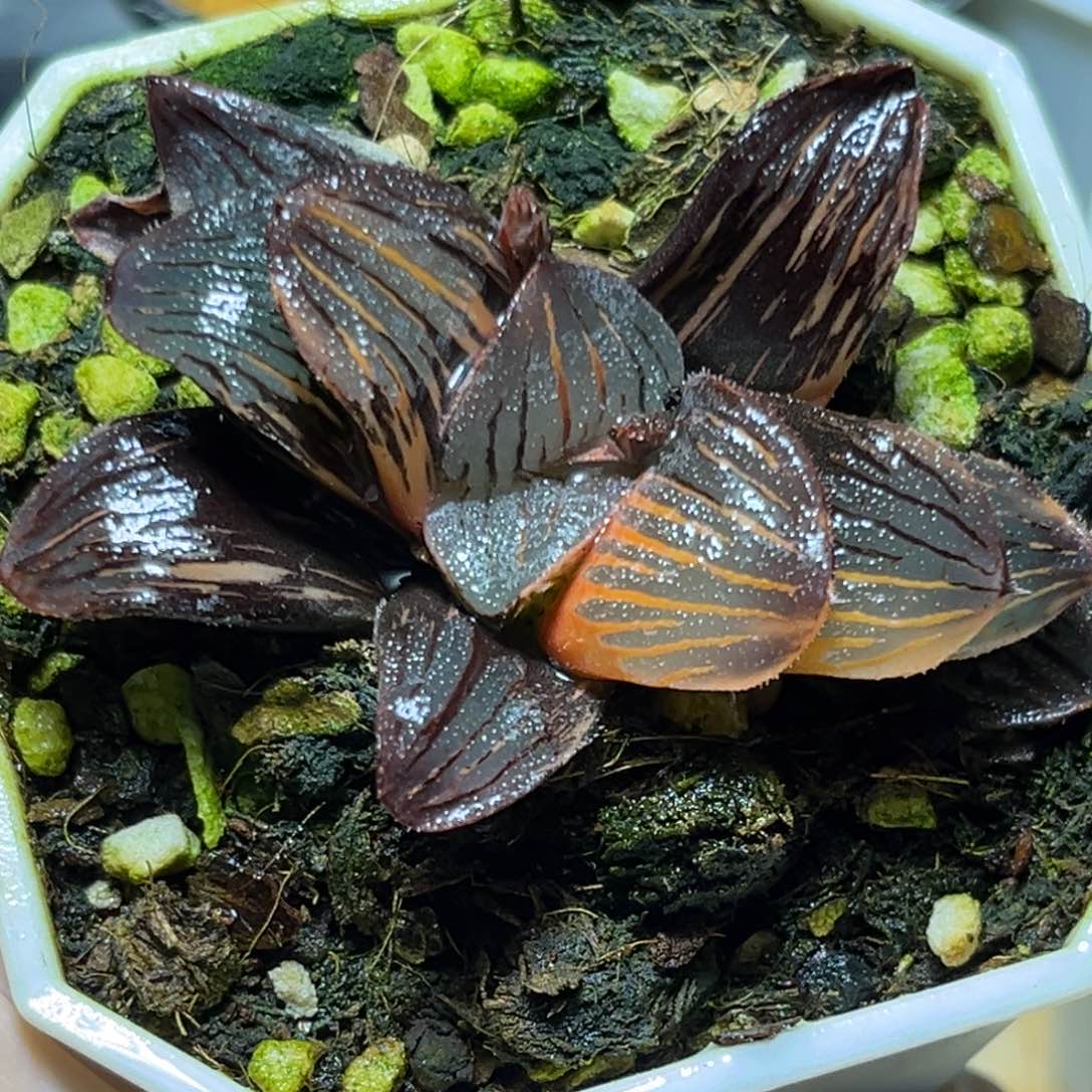 恭喜发财大吉大利897