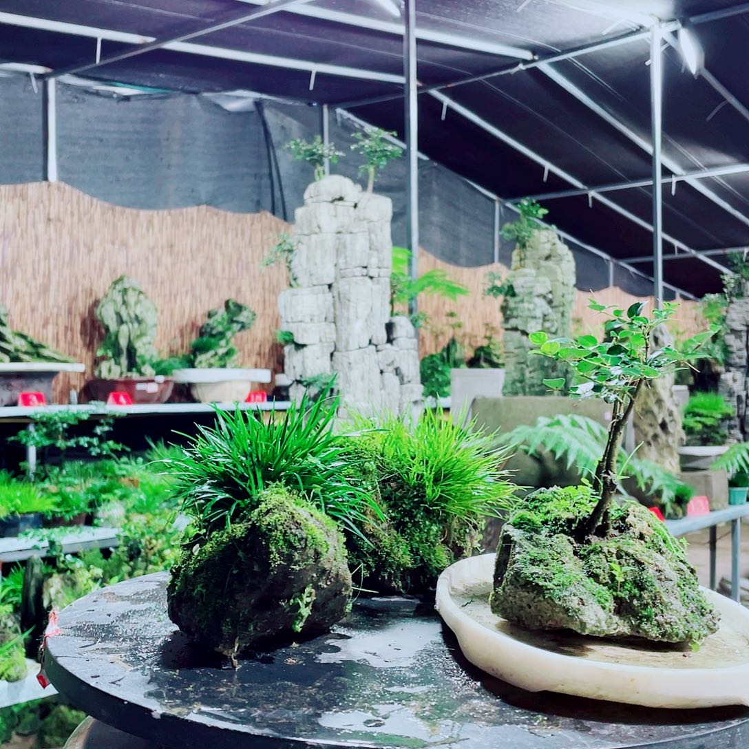 年***余无花朵我们也可以用这套方法解决