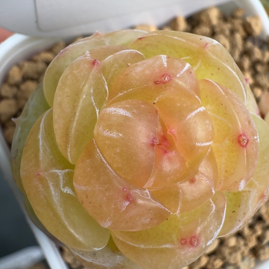 107-素素单头一颗