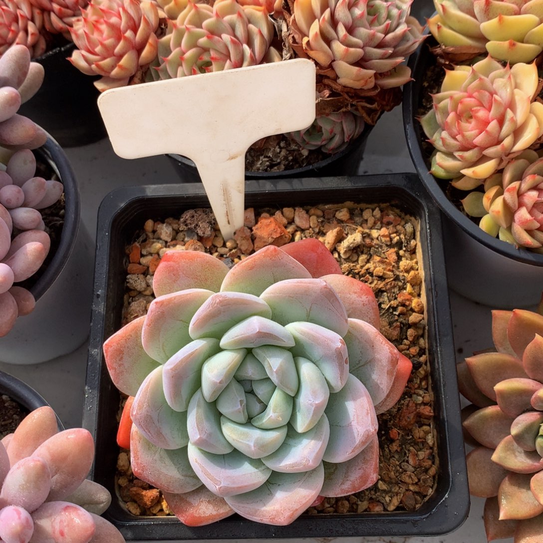 冰玉727722727272727