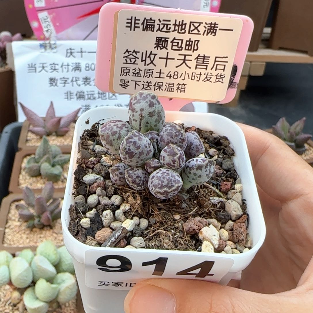 914达摩海报多肉