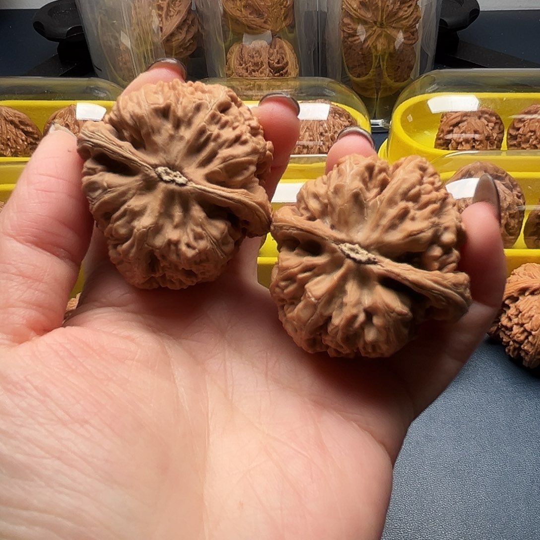 核桃45尺寸大粗筋