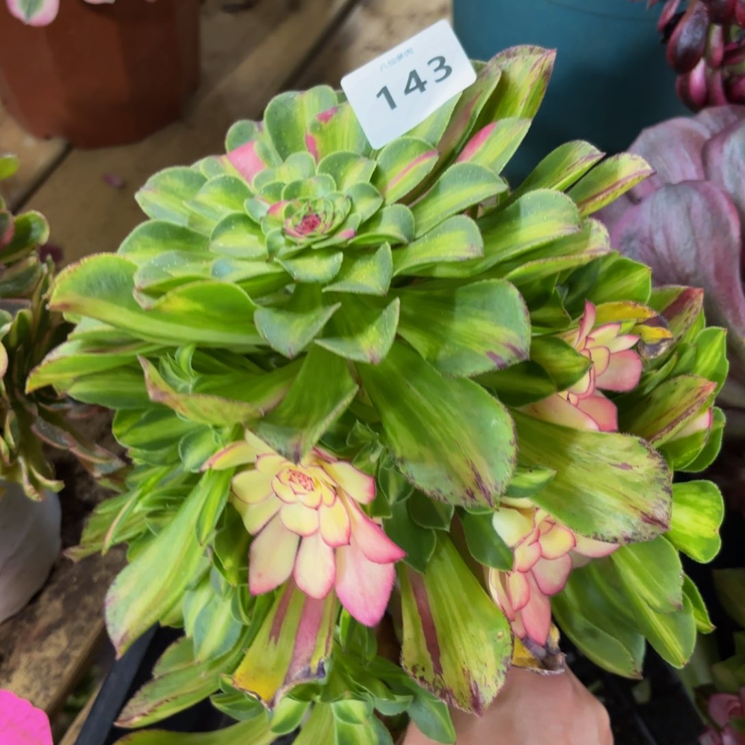 143多肉植物知否无根