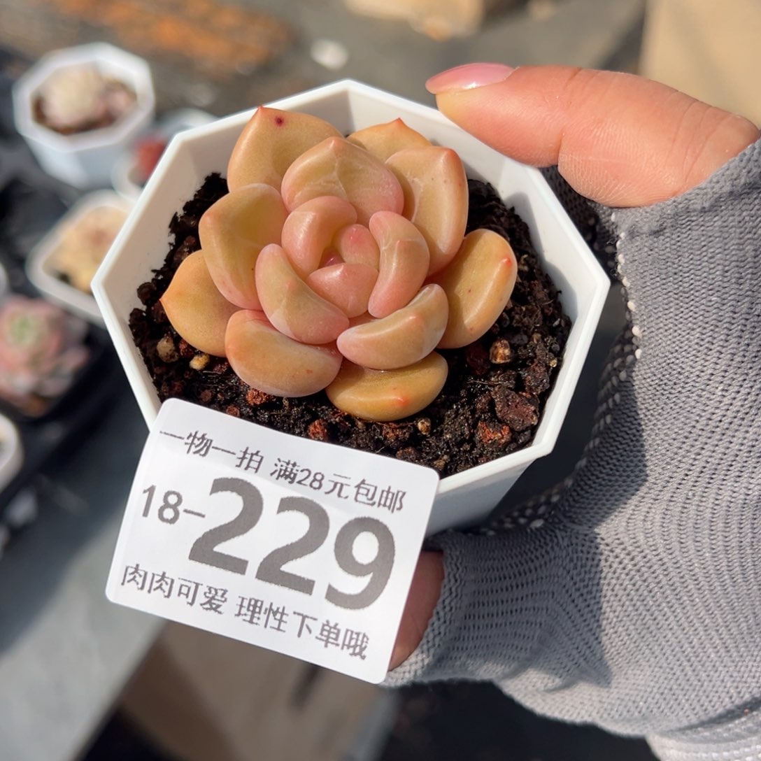 白兰地多肉多肉多肉多肉