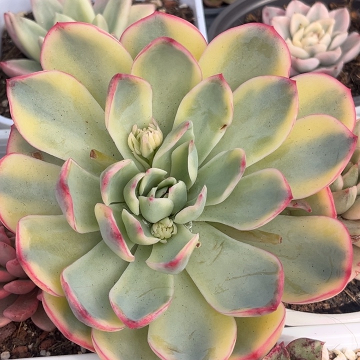 雨燕座锦大头盖发货