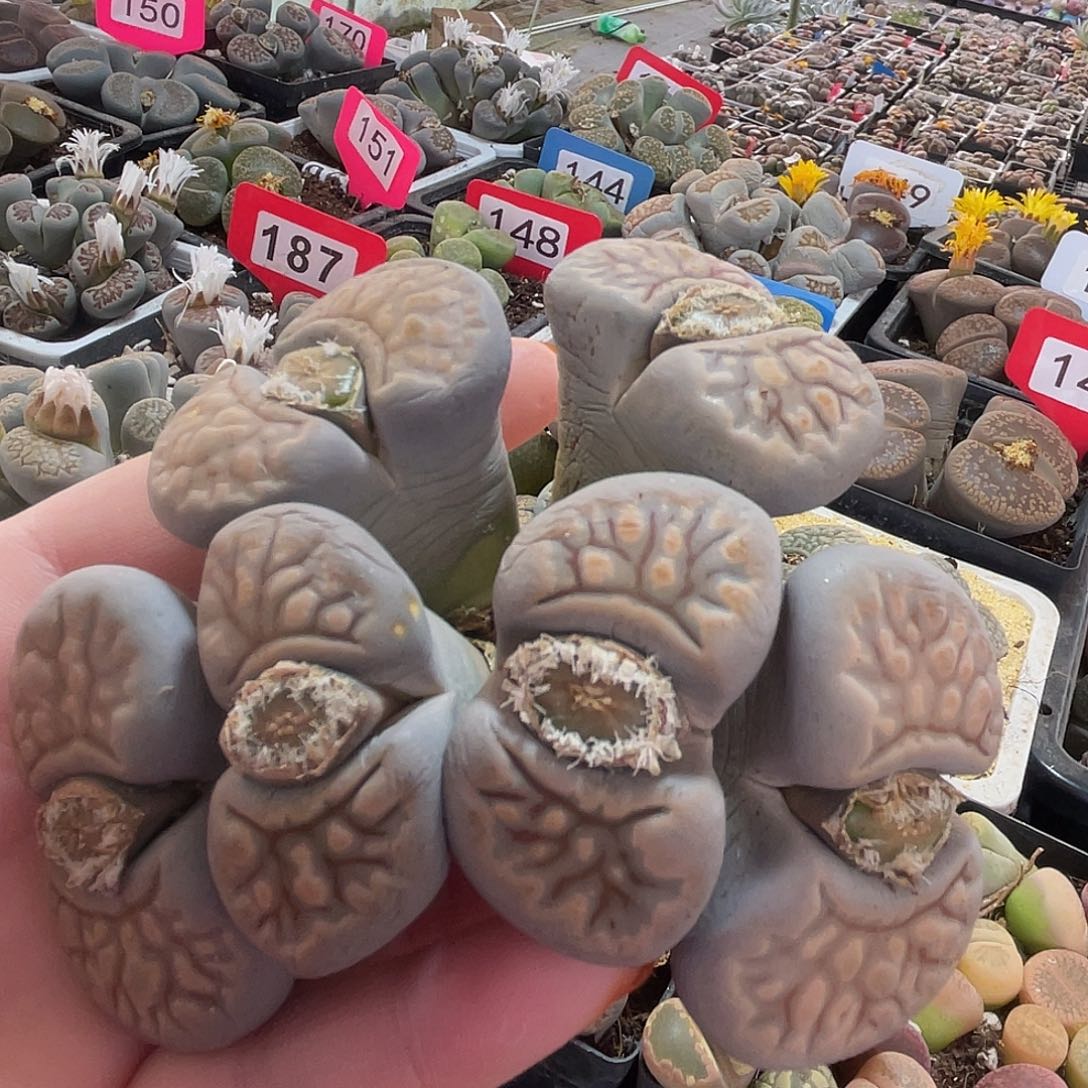 生石花一颗140-……