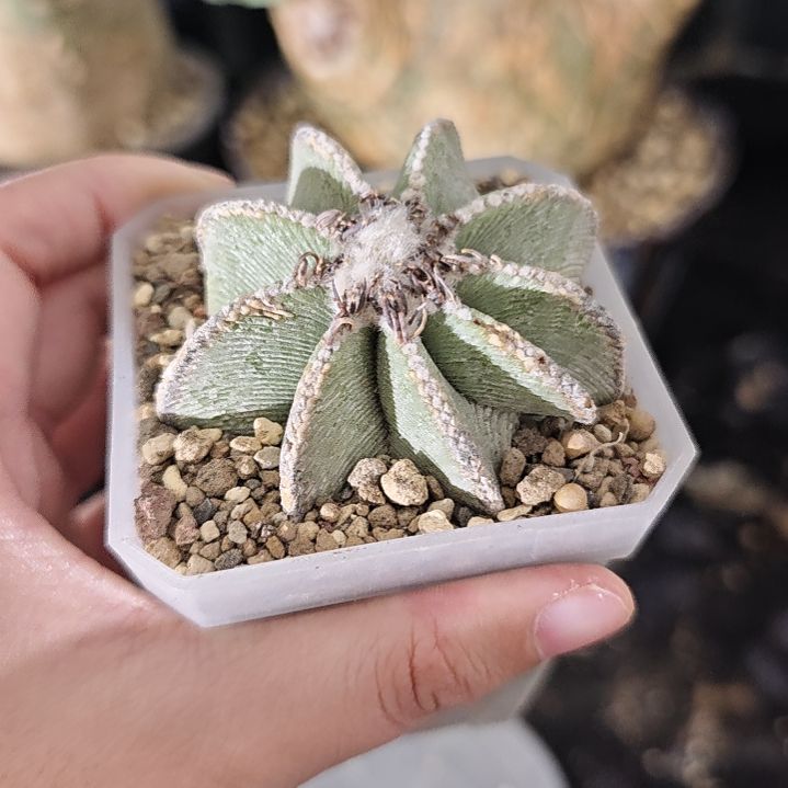 一物一拍，养定熟桩！