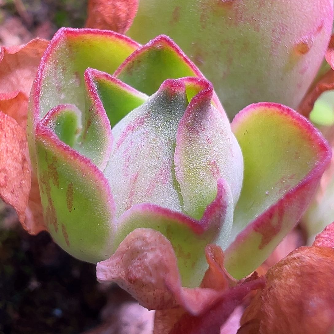 若初x彩虹 侧芽 T715