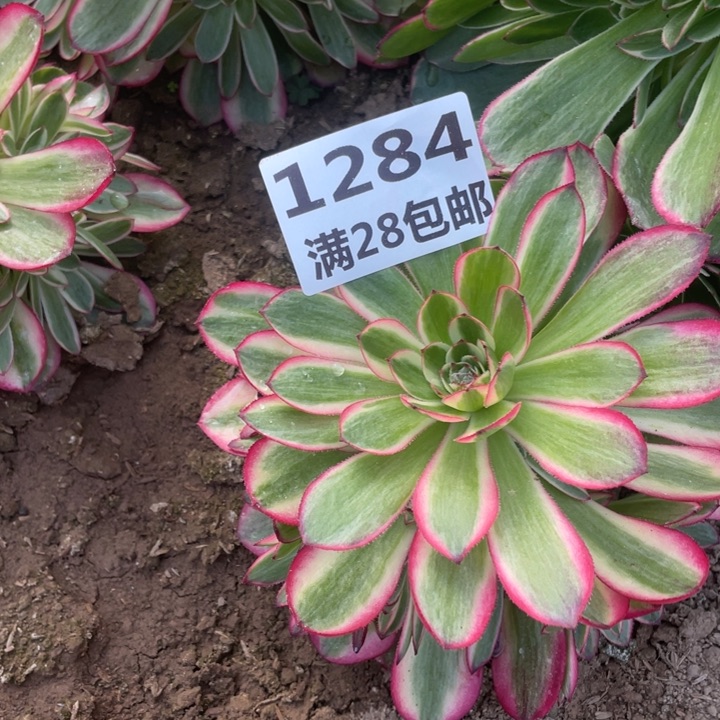 1284二号棚荔枝多肉植物O