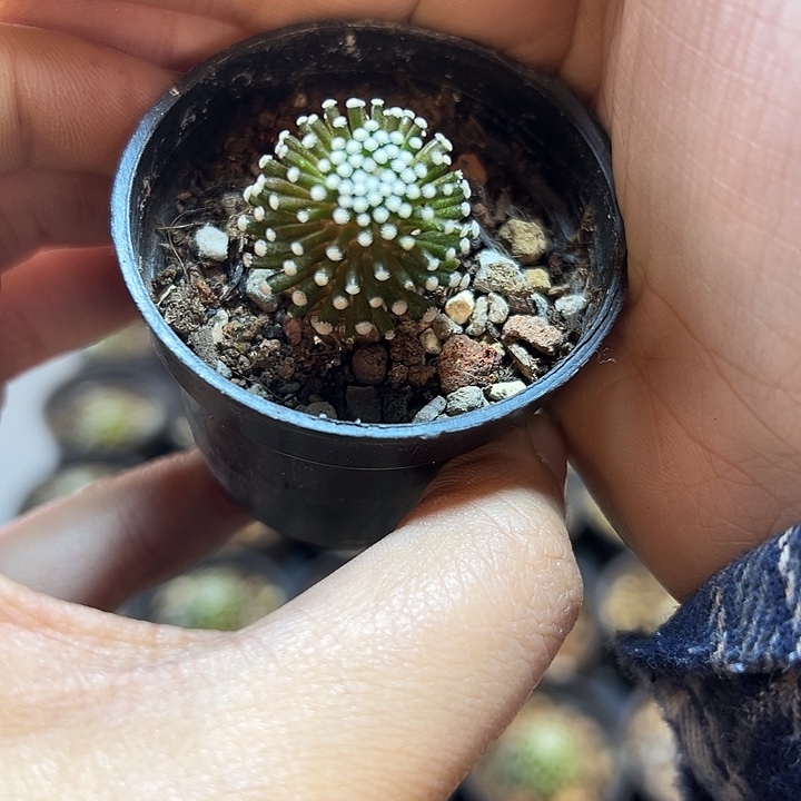 自根松针牡丹1.5公分带盆