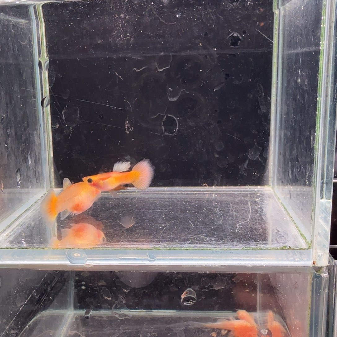 孔雀鱼黄金玻璃猫1对