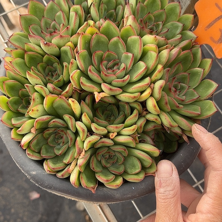 两单包邮，一物一拍73杂交