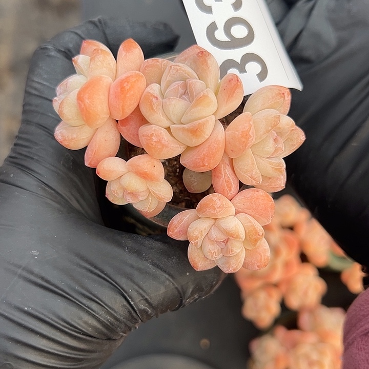 艺***艺3639，五头冰玉带盆发