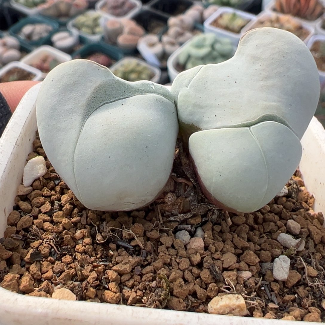 851多肉植物种类多样
