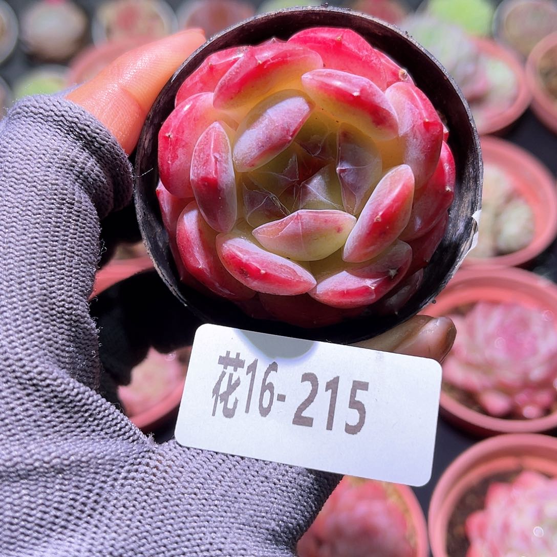 花16-215新品单头