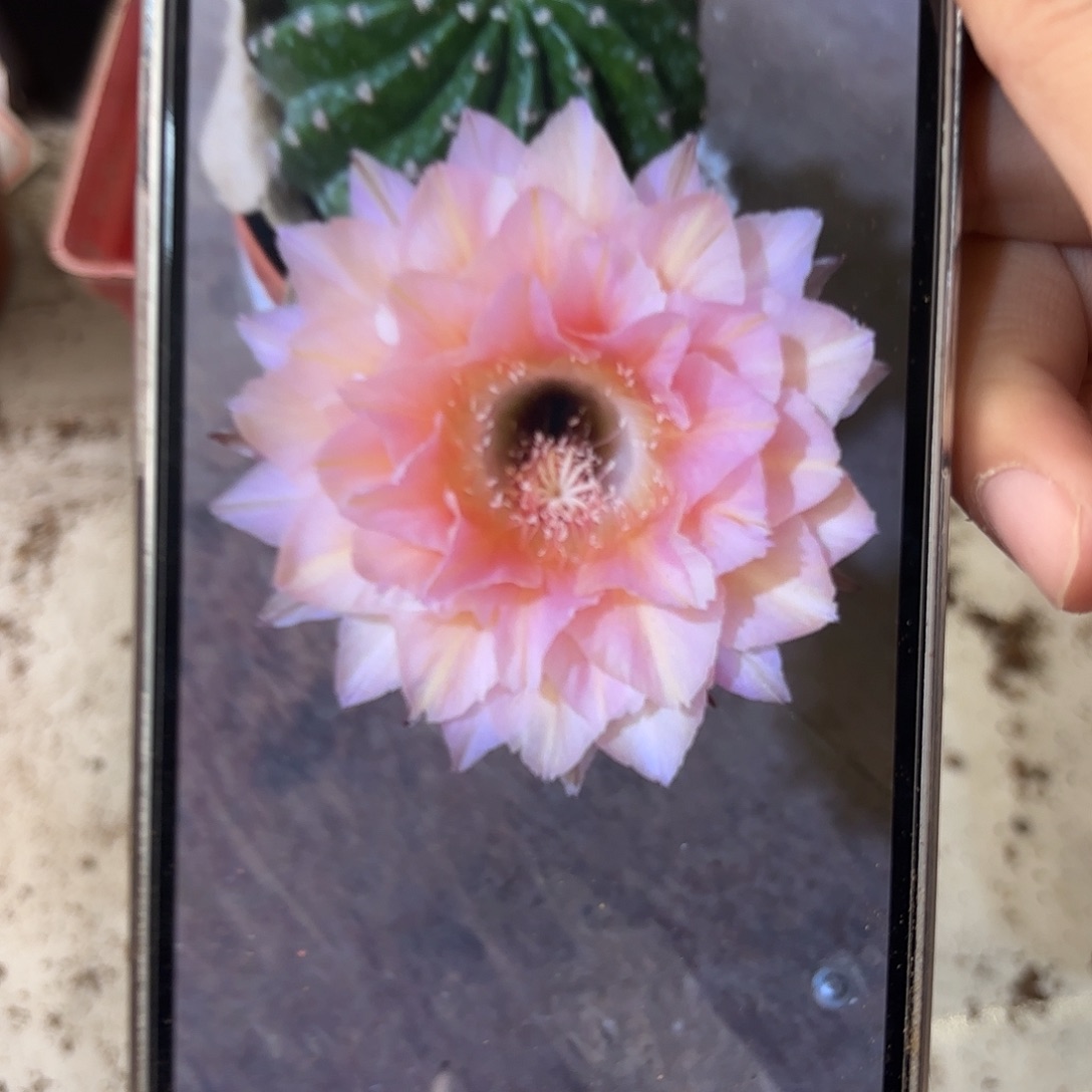 彩草1-53号侧牙4公分左右